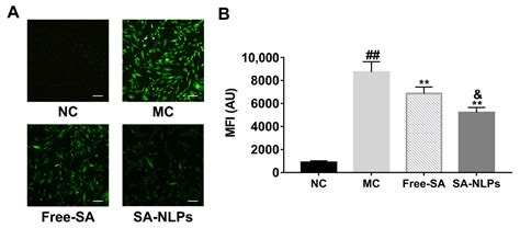 Sialic Acid-Loaded Nanoliposomes with Enhanced Stability and ...