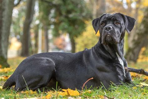 11 Cane Corso Colors and Markings (With Pictures)
