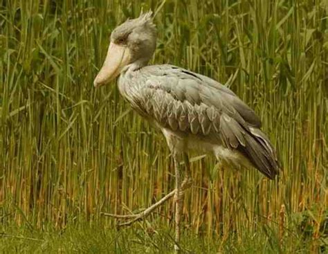 Evolution Bird 的图像结果