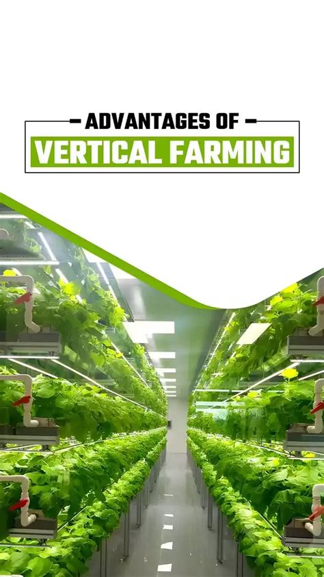 Top 5 Advantages of Vertical Farming In India