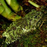 Image result for vietnamese mossy frog