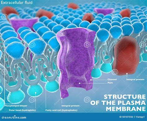 Structure of the Plasma Membrane Stock Illustration - Illustration of anatomy, phospholipid ...