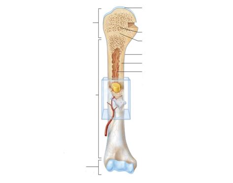 Long Bone Label the Diagram Quiz