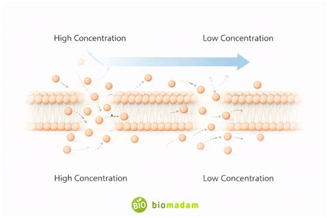 Does Simple Diffusion Require Energy? - Explained Clearly