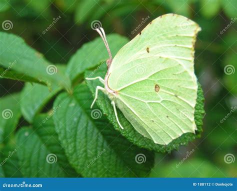 Butterfly camouflage stock photo. Image of camouflage, closeup - 188112
