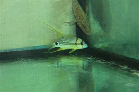 Image result for High Fin Snapper