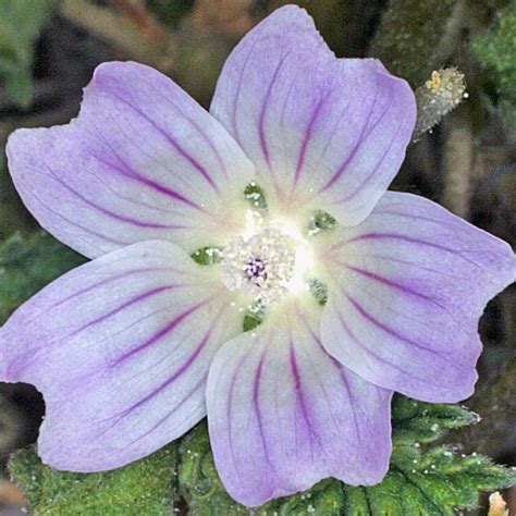 Common Mallow Seeds (Malva sylvestris) – Frozen Seed Capsules™