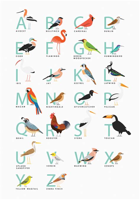 Types Of Birds 4 Letters at Autumn Allen blog