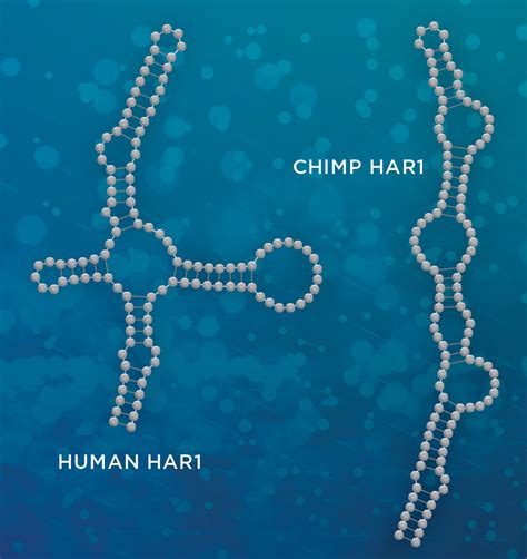 Image result for Non-Coding RNA Function