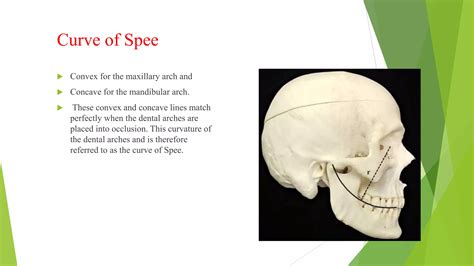 Normal occlusion.pptx