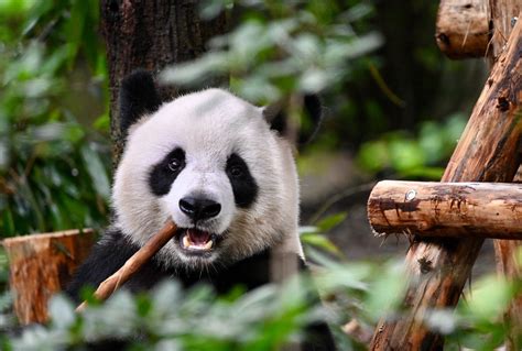 ZANBUS (CHENGDU) (2026) All You Need to Know BEFORE You Go (with Photos ...