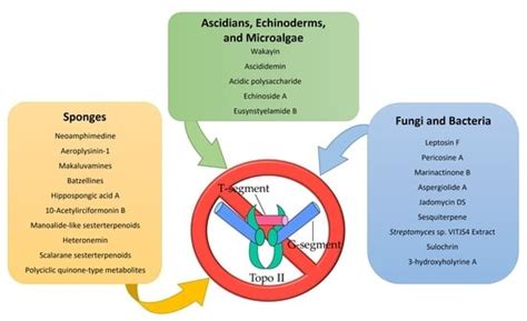 Marine-Derived Compounds Targeting Topoisomerase II in Cancer Cells: A ...