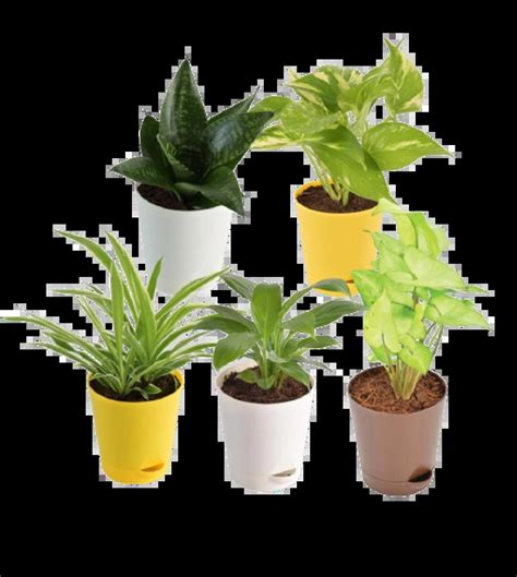 Buy Office Desk Plants Pack Online | Office Desk Plants Pack
