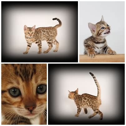 Katzen für Allergiker Bengal Mädchen Zucht Liebhabertiere in Kastl ...