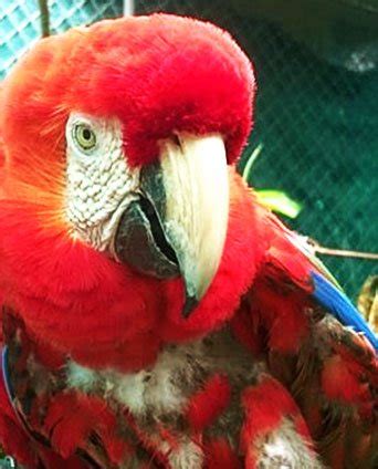 Image result for Coco Key Red Parrot