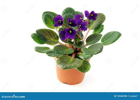 African Violet Flower in Pot on Isolated White Background Stock Photo ...