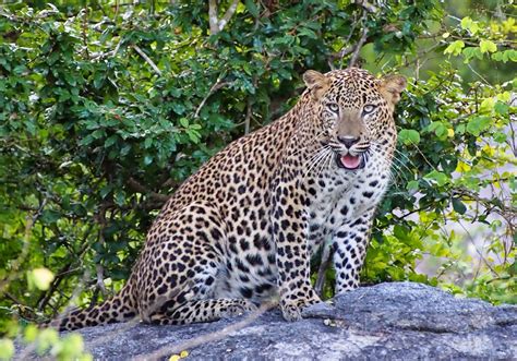 YALA GREEN SAFARI TOURS (2026) All You Need to Know BEFORE You Go (with ...