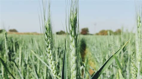 Doshi Agro Farms in Hattur, Solapur - Best Agricultural Consultants in ...