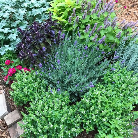 Growing an Herb Garden- Beautiful and Ornamental Herbs for the Garden ...