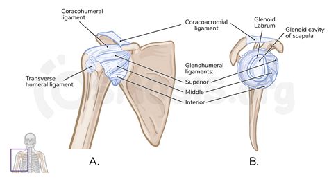 Anatomy of the glenohumeral joint | Osmosis
