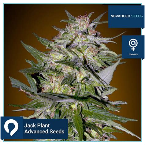 Image result for Java Placksmith Seeds