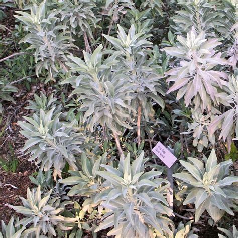 California White Sage (Salvia apiana) – Plants Express