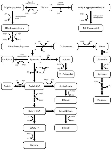Bioconversion of Glycerol into Lactic Acid by a New Bacterial Strain ...