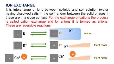 Image result for Anion Exchange Example