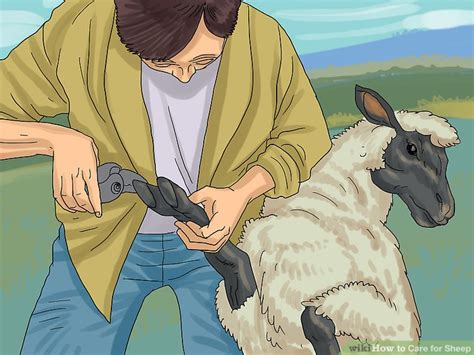 Sheep Care 的图像结果