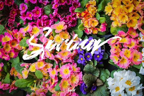 Multimedia Lettering Design 的图像结果