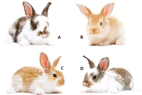 如何区分兔子的英文表述bunny、rabbit和hare | 学英语 - 知乎