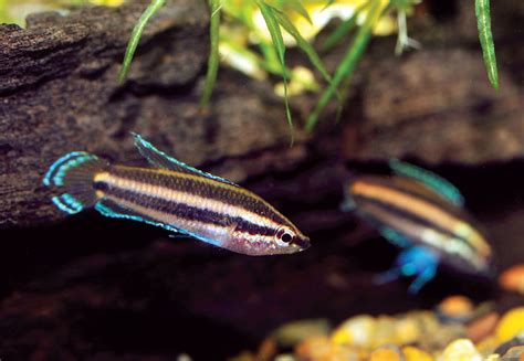 Licorice Gourami (Betta-like) photo