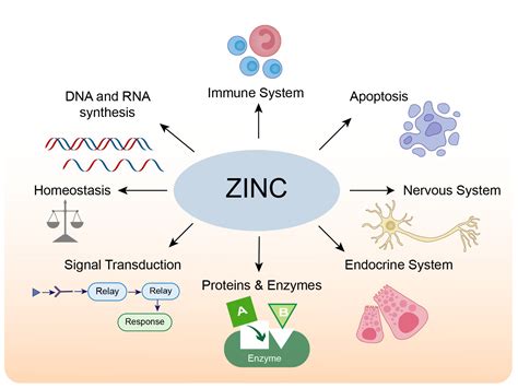 The Important Role of Zinc in Neurological Diseases