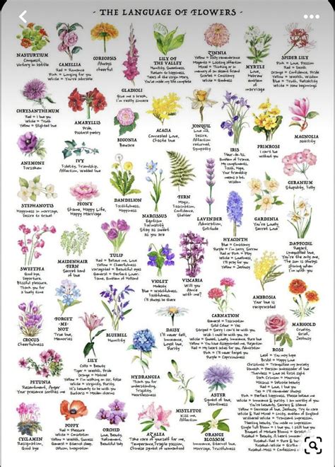 Best 13 370+ Funny Flower Names [Clever Ideas – Artofit