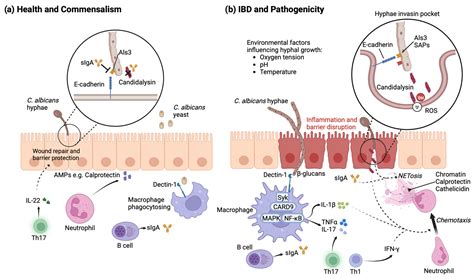 Mucosal Immunity to Gut Fungi in Health and Inflammatory Bowel Disease