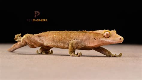 Do Crested Geckos Hibernate or Brumate? | Pet Engineers