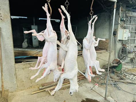 Exclusive: Animal Defenders Say China Still Allowing Open Slaughter at ...