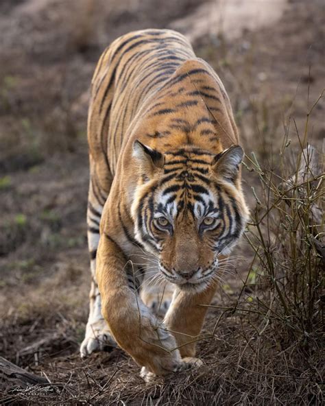 Java Animals 的图像结果