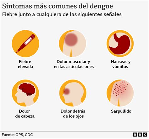 Qué es el dengue, cómo se transmite y cuáles son sus síntomas - BBC ...