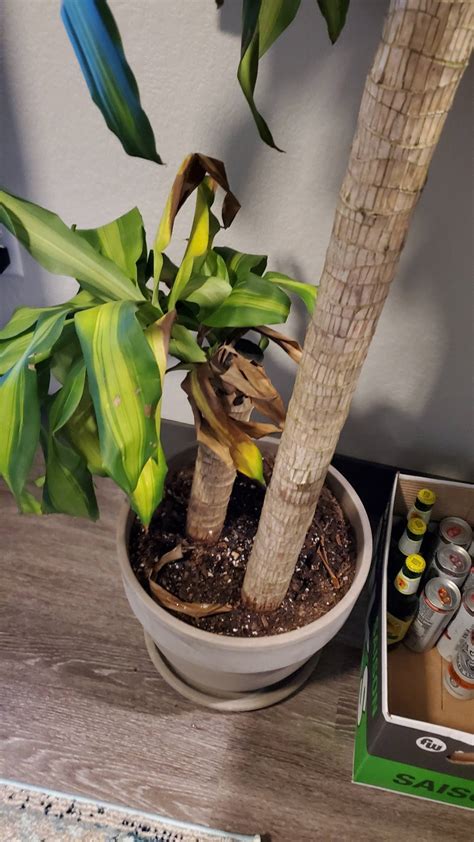 How To Care For Mass Cane Plant