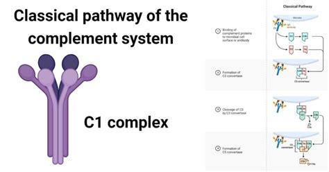 Classical Pathway Complement System.Drawing 的图像结果