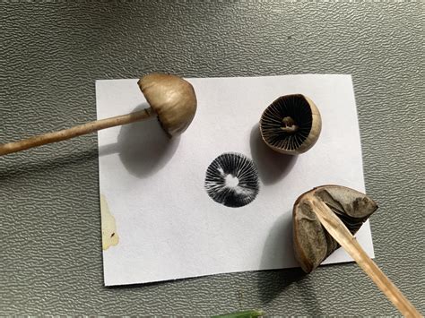 Mowers Mushroom (panaeolina foenisecii)? : r/mycology