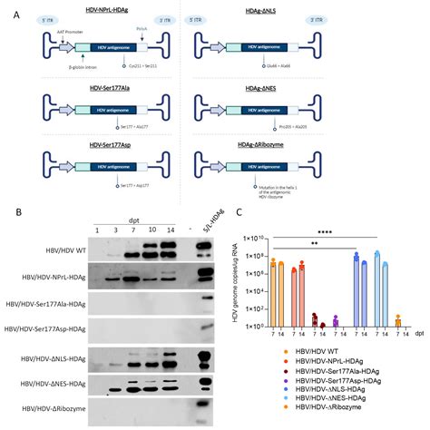 Deciphering the Role of Post-Translational Modifications and Cellular ...