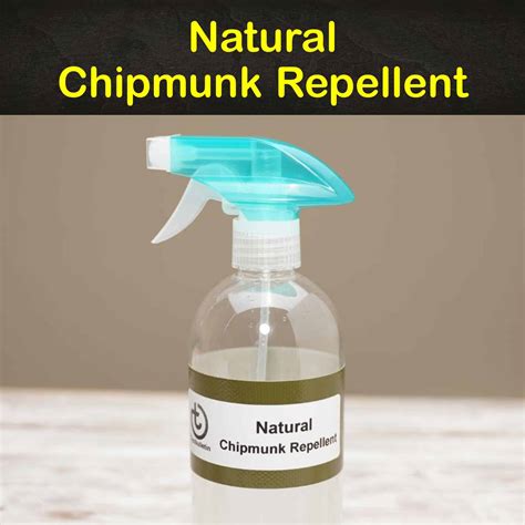 7 Smart & Safe Chipmunk Repellents