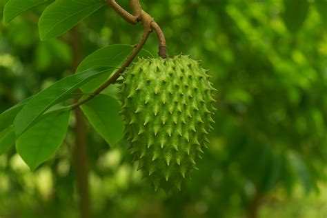 Soursop vs Custard Apple: Differences, Benefits, and Taste Explained ...