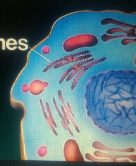 3. Give the function of ribosomes. - Brainly.in