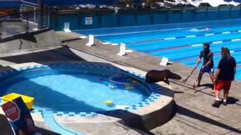 La sorprendente testarudez de una leona marina para bañarse en una piscina