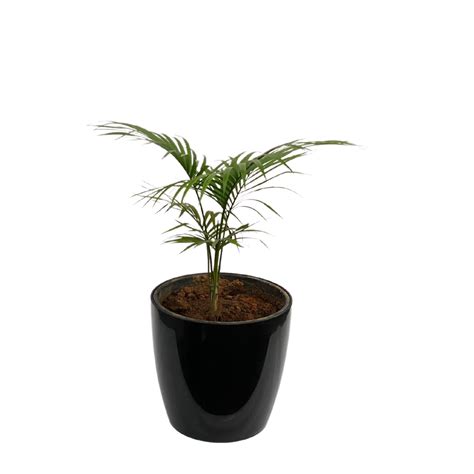 Semi Graphics Chamaedorea Palm Plant with Pot for Home | Indoor Live B ...