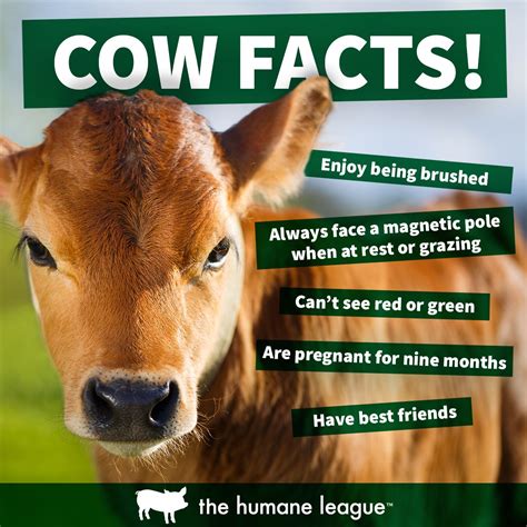 Cow Facts | Cow facts, Animal facts, Animal activism