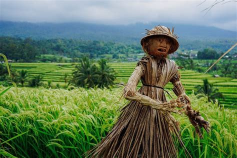 Bali Rice Terraces The 4 Most Beautiful Rice Fields